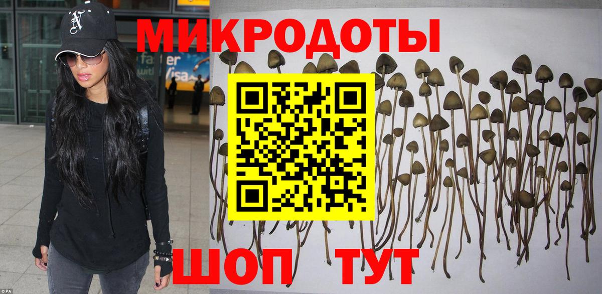 Псилоцибиновые грибы Psilocybe Междуреченск
